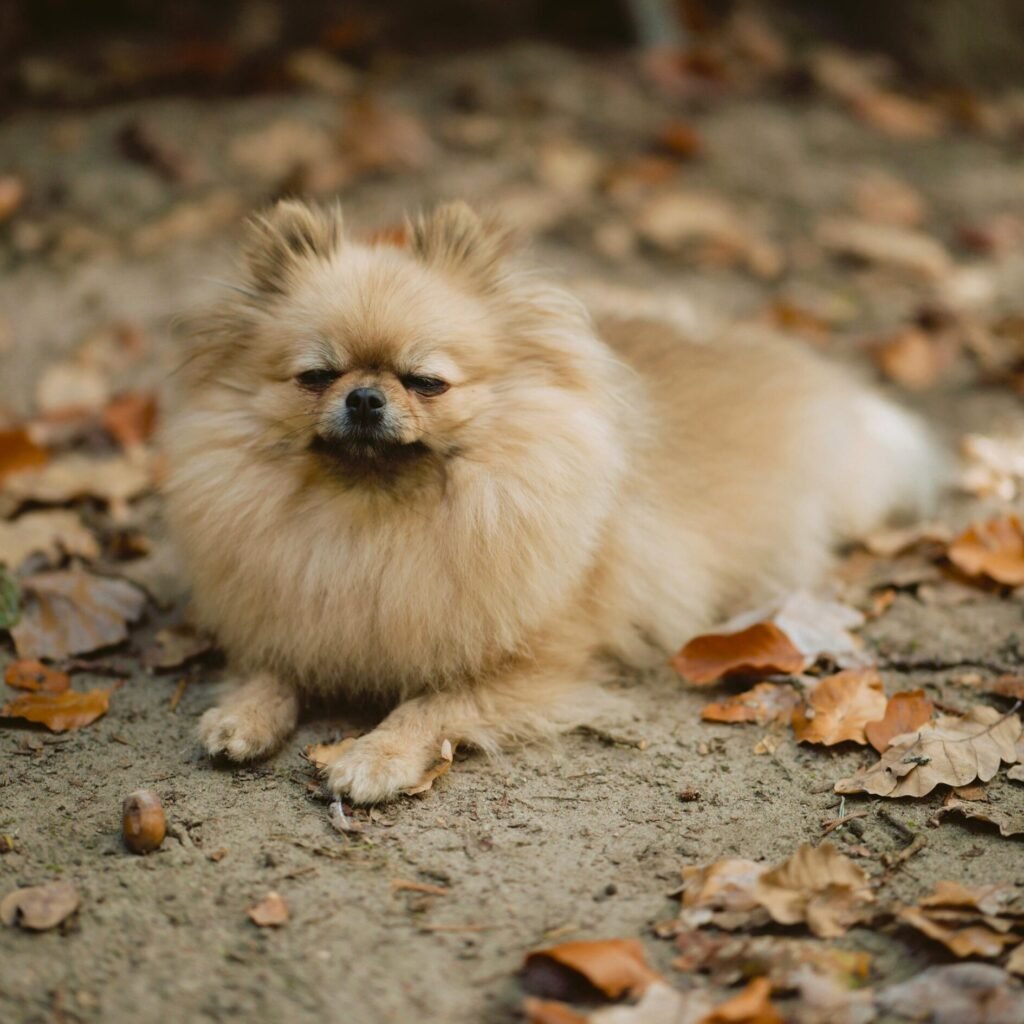 Cute Pomeranian Spitz dog lying on the ground surrounded by autumn leaves.